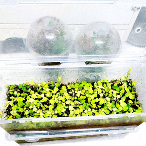 제주애기모람.셀라지넬라운시나타