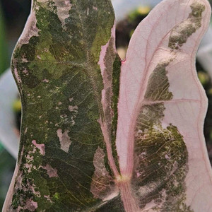 알로카시아 푸세이도 산데리아나 핑크바리에가타