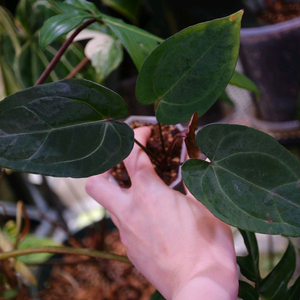 안스리움 파필릴라미넘 퍼플 x 매그니피컴 하이브리드