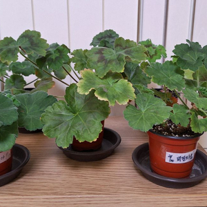 러시아 제라늄 5종