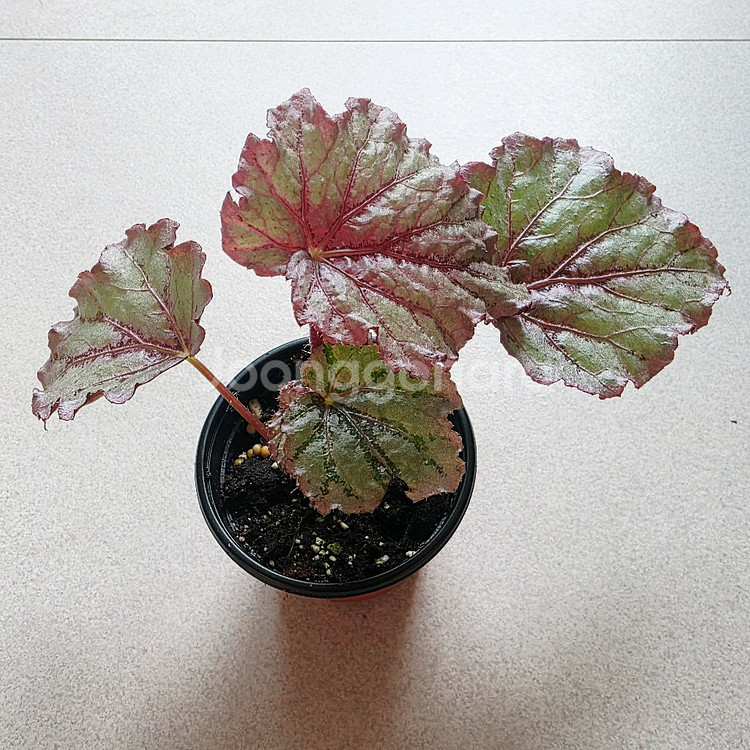 베고니아 칸칸--0