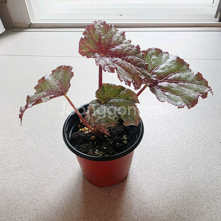 베고니아 칸칸--1