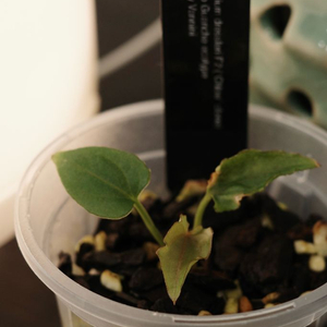 안스리움 드레스러리 F2 Chloe(clone)