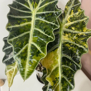 알로카시아 아마조니카 옐로우 바리에가타 (거북옐로)