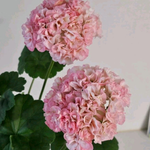 제라늄 경주비안코