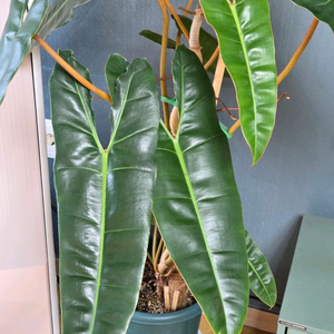 필로덴드론 빌리에티에 초대품