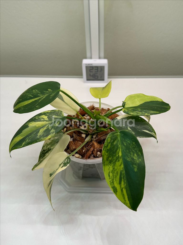 필로덴드론 비페니폴리움 바리에가타--0