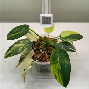 필로덴드론 비페니폴리움 바리에가타