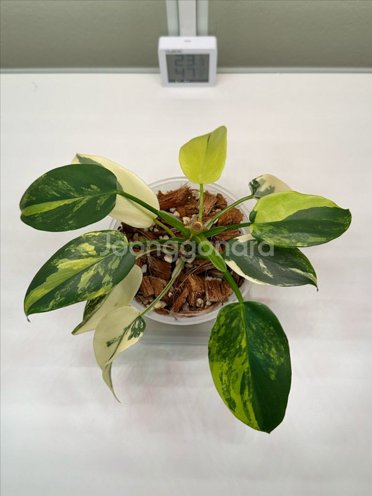 필로덴드론 비페니폴리움 바리에가타--1