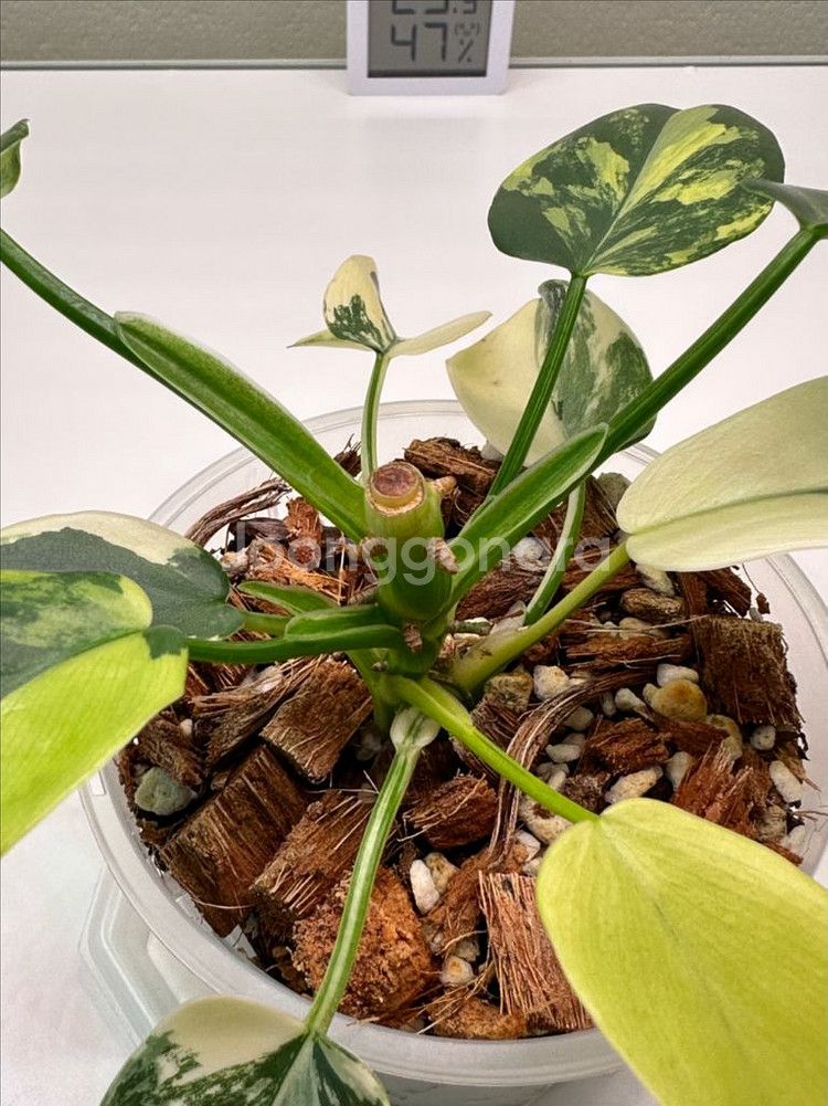 필로덴드론 비페니폴리움 바리에가타--2