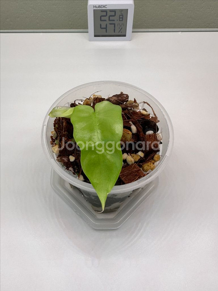 필로덴드론 라디아튬 민트 바리에가타--0