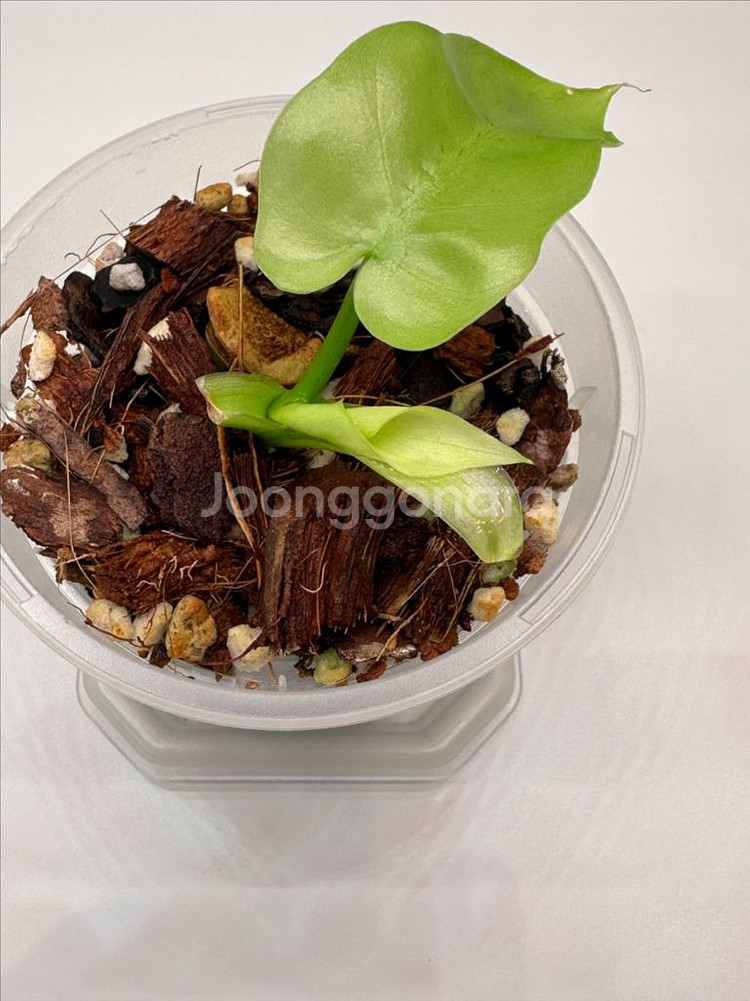 필로덴드론 라디아튬 민트 바리에가타--1