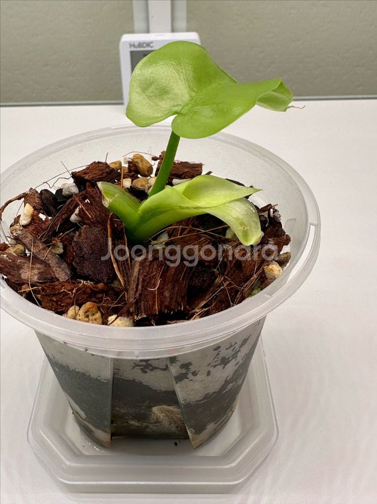 필로덴드론 라디아튬 민트 바리에가타--2