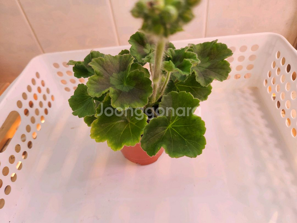 제라늄_엘레나비스트리츠가야--0