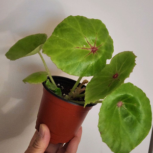 실습)무늬루즈 베고니아.2촉