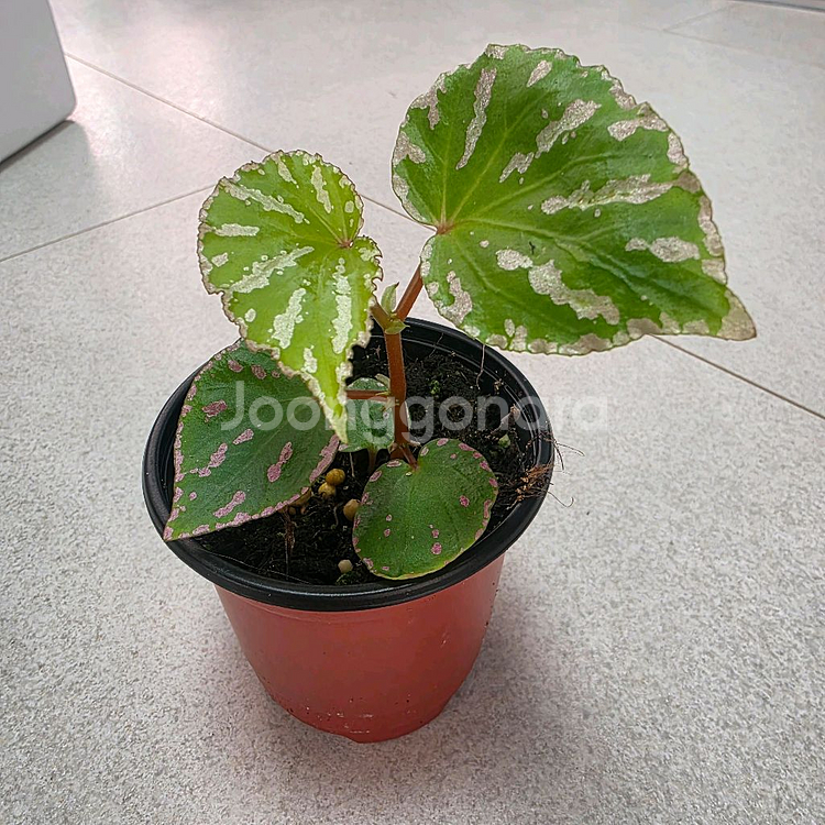 베고니아 카노위트--0