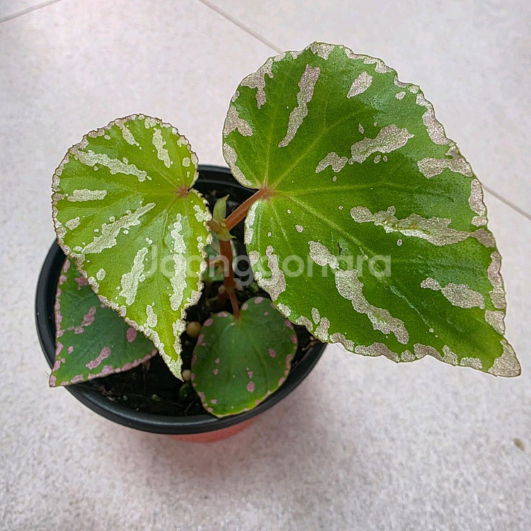 베고니아 카노위트--1