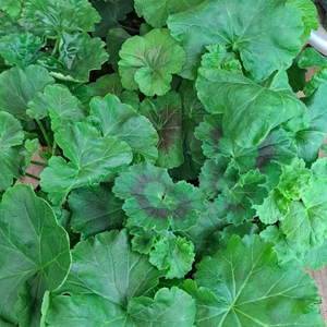 러시아 유렵 한국 리갈 제라늄 개별 분양합니다