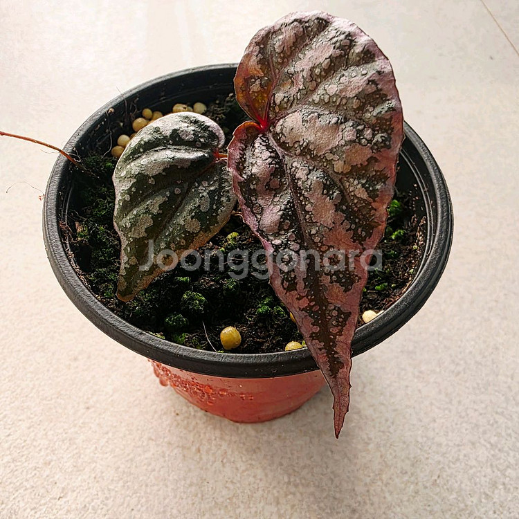 베고니아 사리케이핑크--1