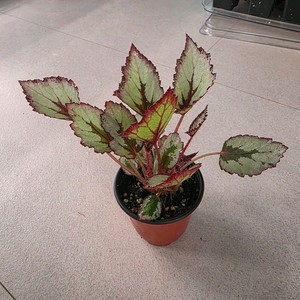 베고니아 심플사이먼