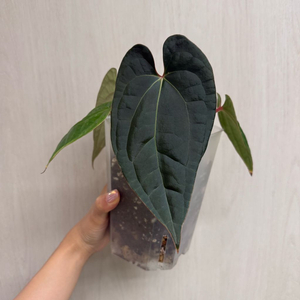 안스리움 베쎄 x 럭셔리