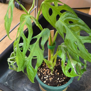 무늬아단소니, 핑크프린세스 하프, 민트아단소니