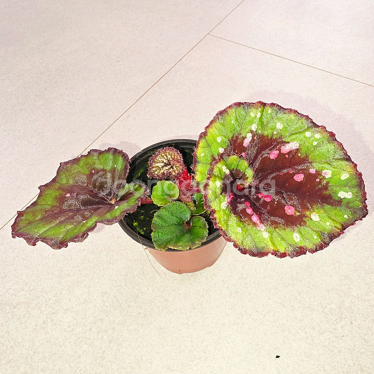 베고니아 파소도브레--0