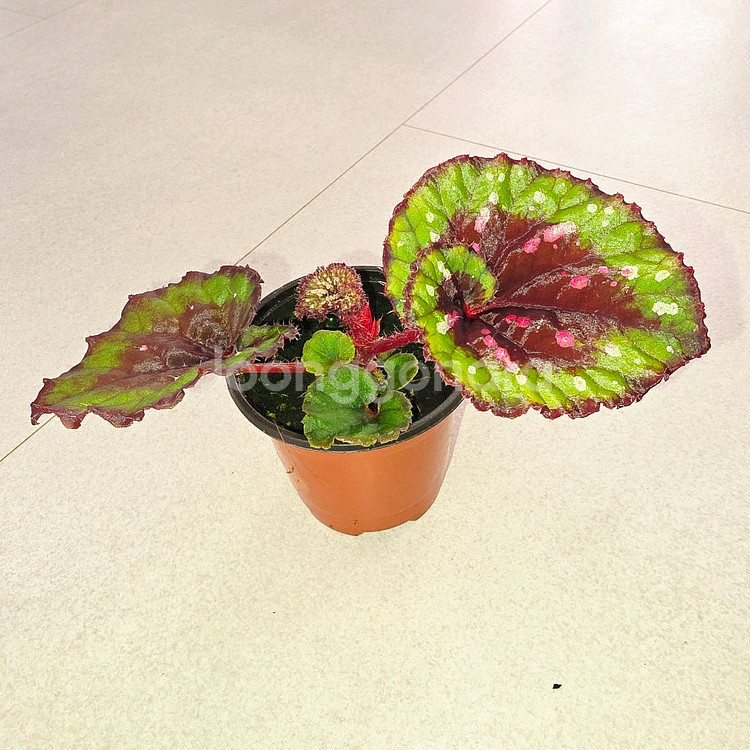 베고니아 파소도브레--1