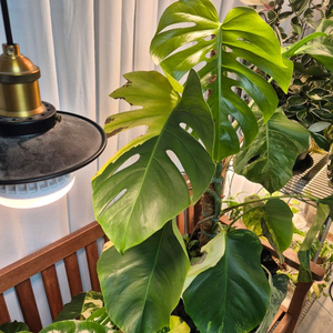 옐로우 몬스테라 바리에가타 모주