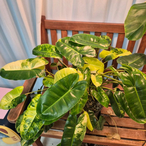 대형 필로덴드론 버럴막스 바리에가타