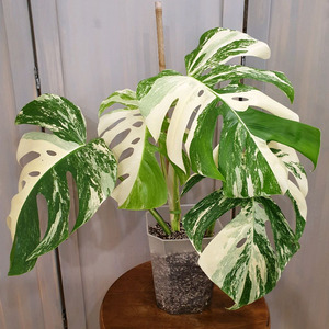 대품 으로 !!! #탑4장 #잎35cm :: 몬스테라 알보 바리에가타