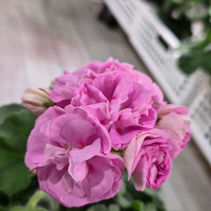 제라늄. 화인송