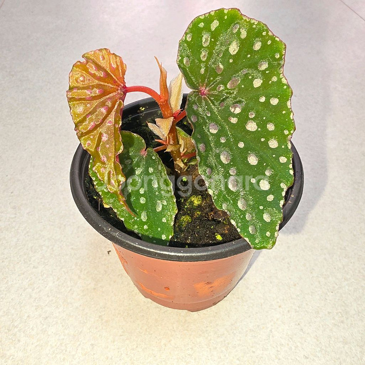 베고니아 말라코스틱타--0