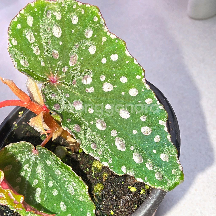 베고니아 말라코스틱타--1