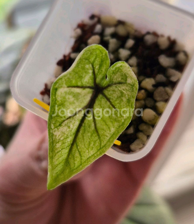 알로카시아 미스틱 바리에가타/자구묘--2