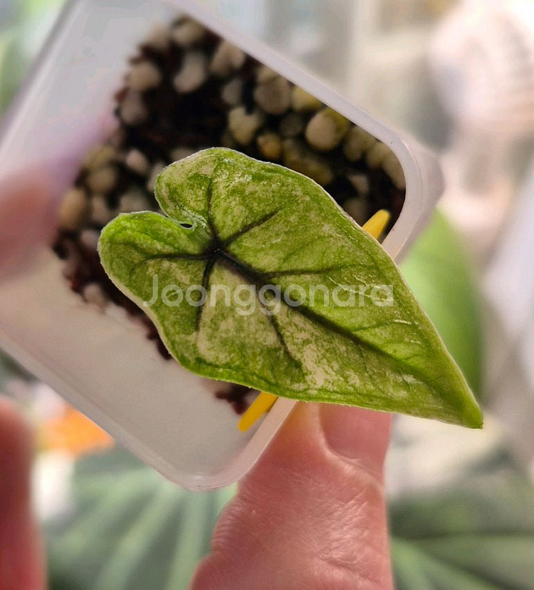 알로카시아 미스틱 바리에가타/자구묘--0