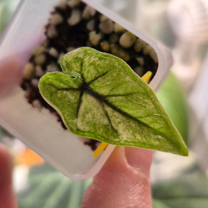 알로카시아 미스틱 바리에가타/자구묘