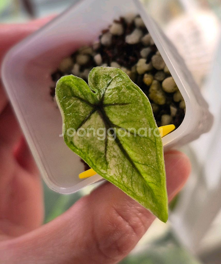 알로카시아 미스틱 바리에가타/자구묘--1