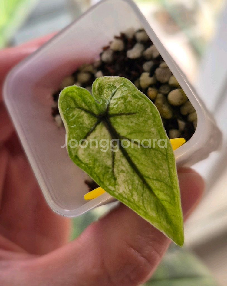 알로카시아 미스틱 바리에가타/자구묘--3