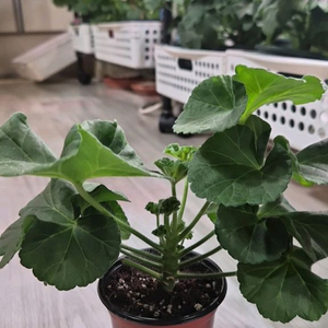 제라늄. 타러브스토리