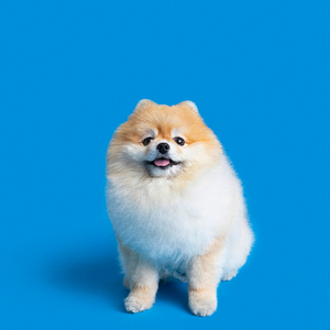 알로항 머니 삽니다