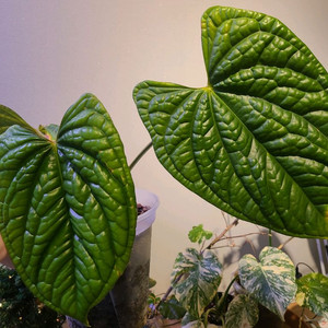 안스리움 럭셔리안스