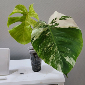 몬스테라 알보 탑2장