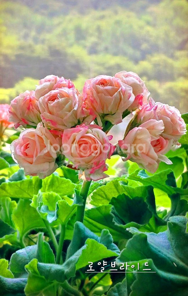 제라늄 4종 로얄브라이드,빛나빛,봄날엔,도보포인트--0