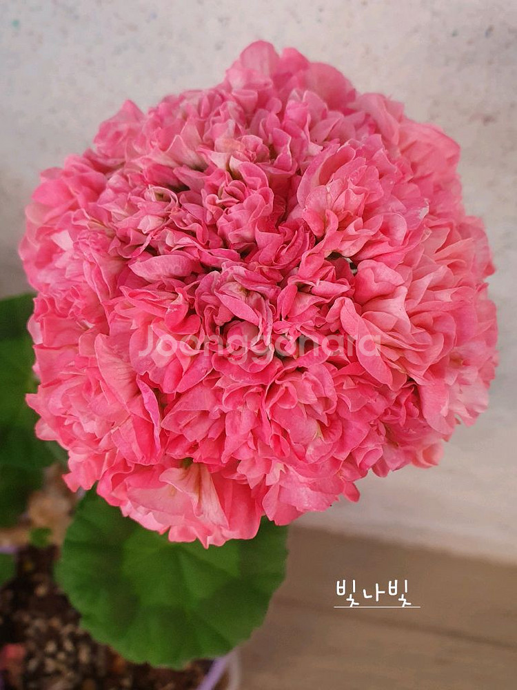 제라늄 4종 로얄브라이드,빛나빛,봄날엔,도보포인트--1