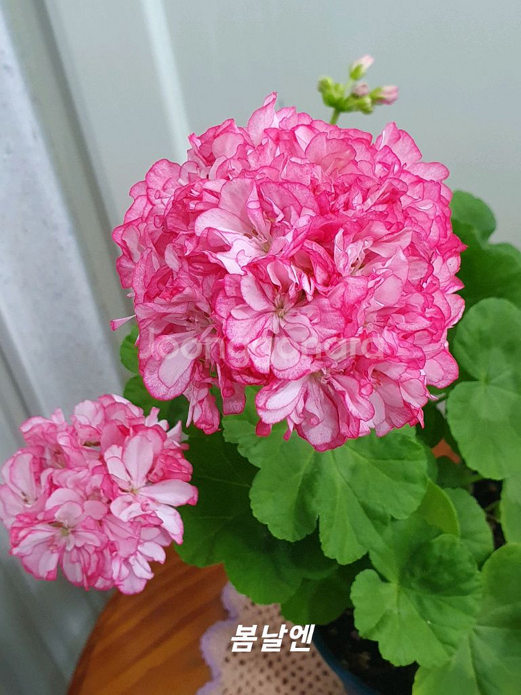 제라늄 4종 로얄브라이드,빛나빛,봄날엔,도보포인트--3