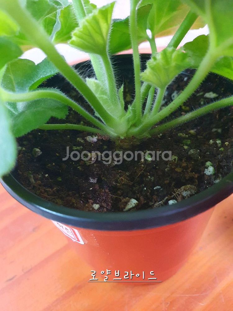 제라늄 4종 로얄브라이드,빛나빛,봄날엔,도보포인트--5