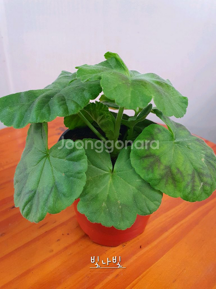 제라늄 4종 로얄브라이드,빛나빛,봄날엔,도보포인트--6