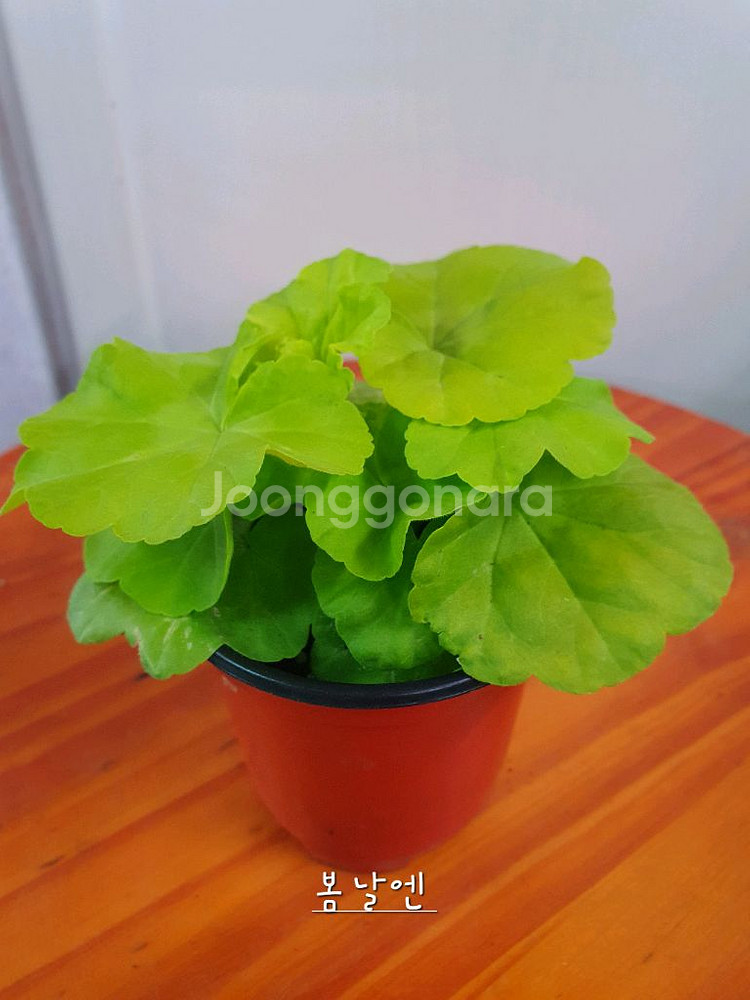 제라늄 4종 로얄브라이드,빛나빛,봄날엔,도보포인트--7