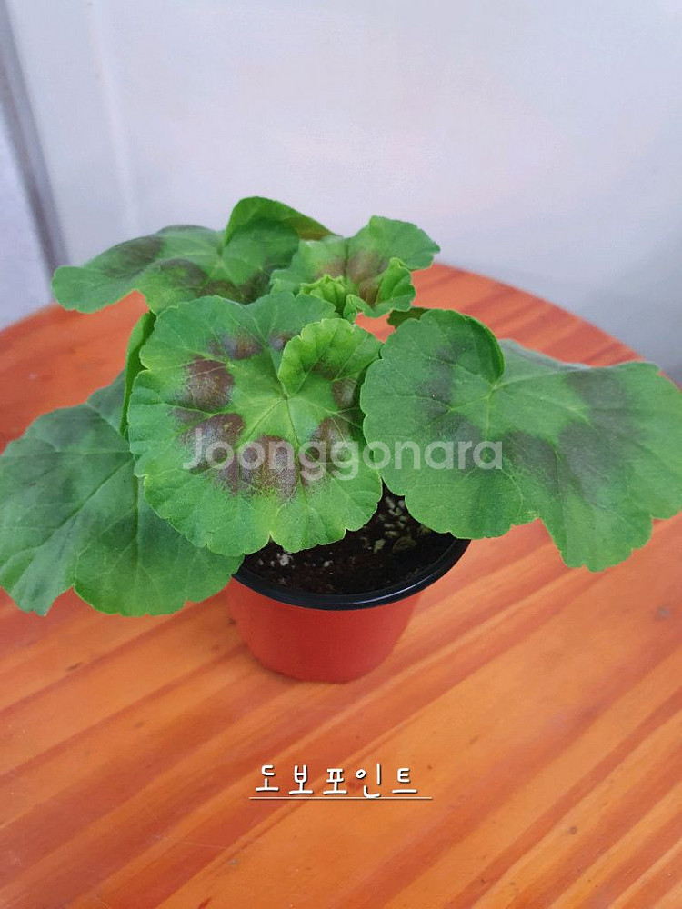 제라늄 4종 로얄브라이드,빛나빛,봄날엔,도보포인트--8